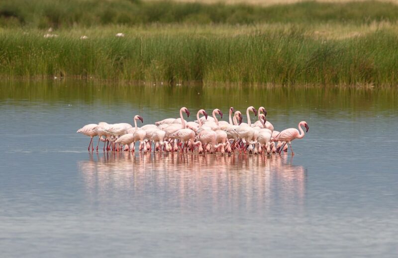 Amboseli