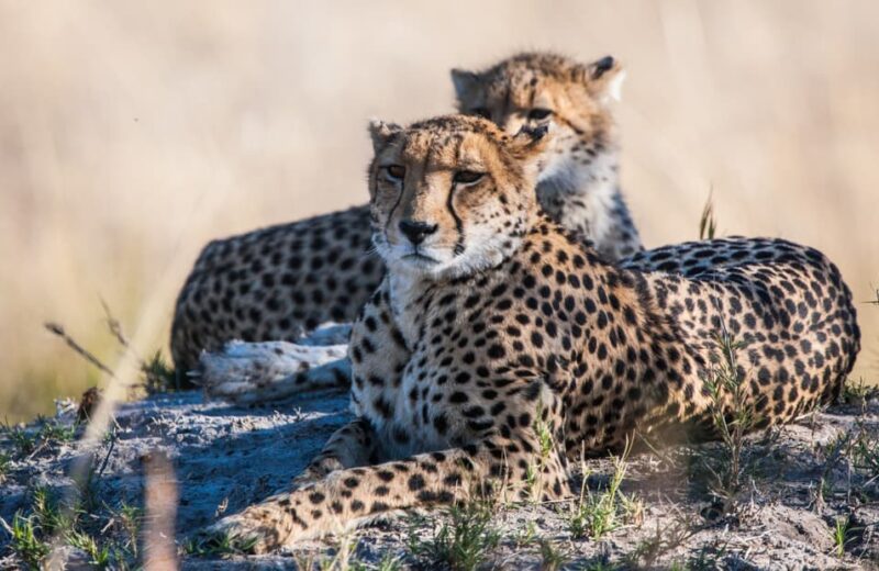 Botswana