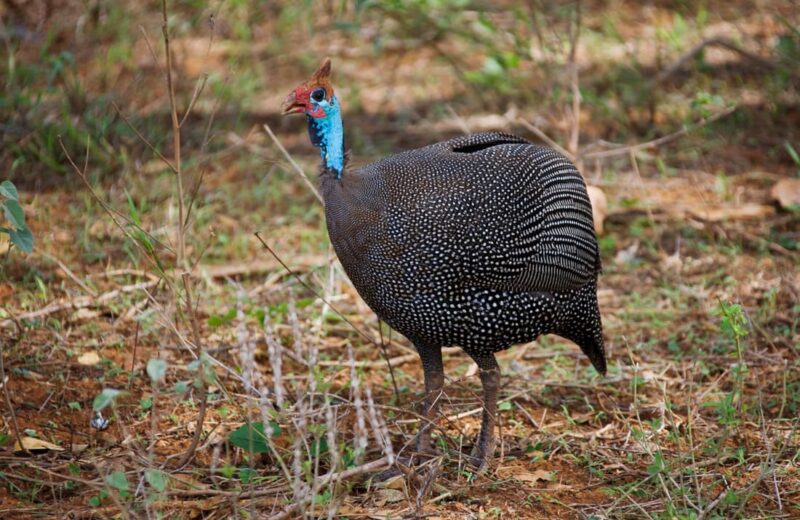 Guinea