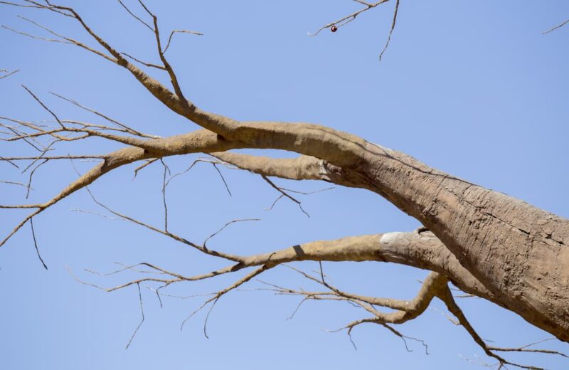 Madagascar