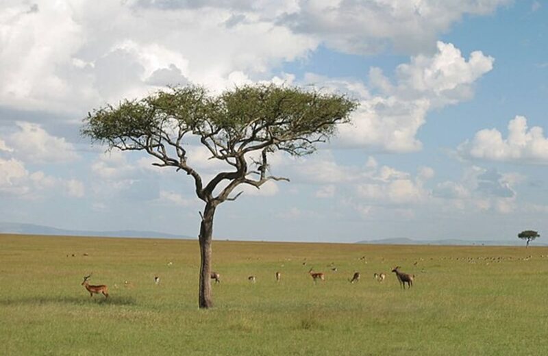 Masai Mara