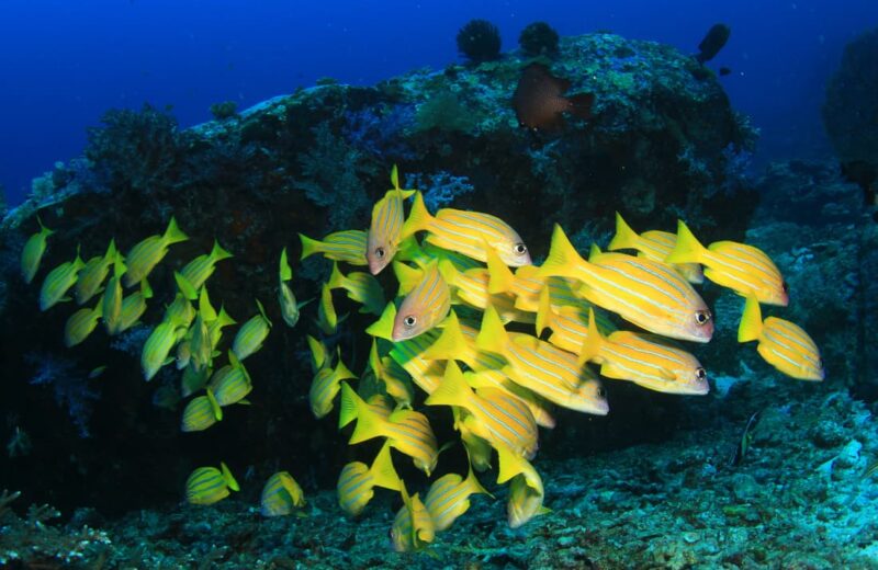 Micronesia (FSM)