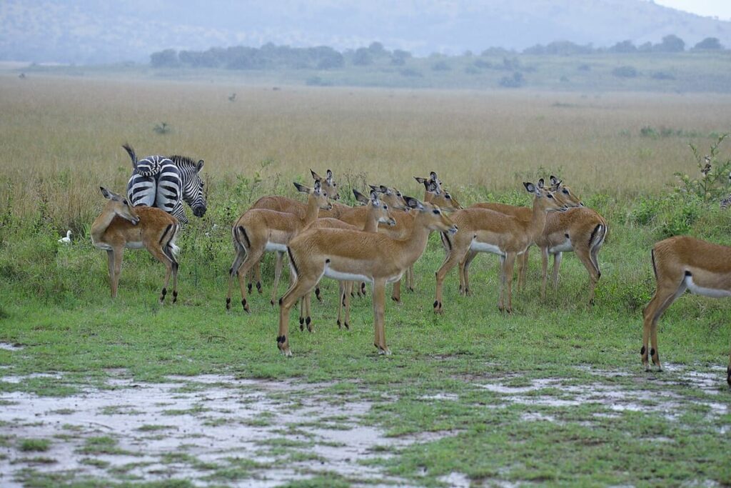 Akagera NP