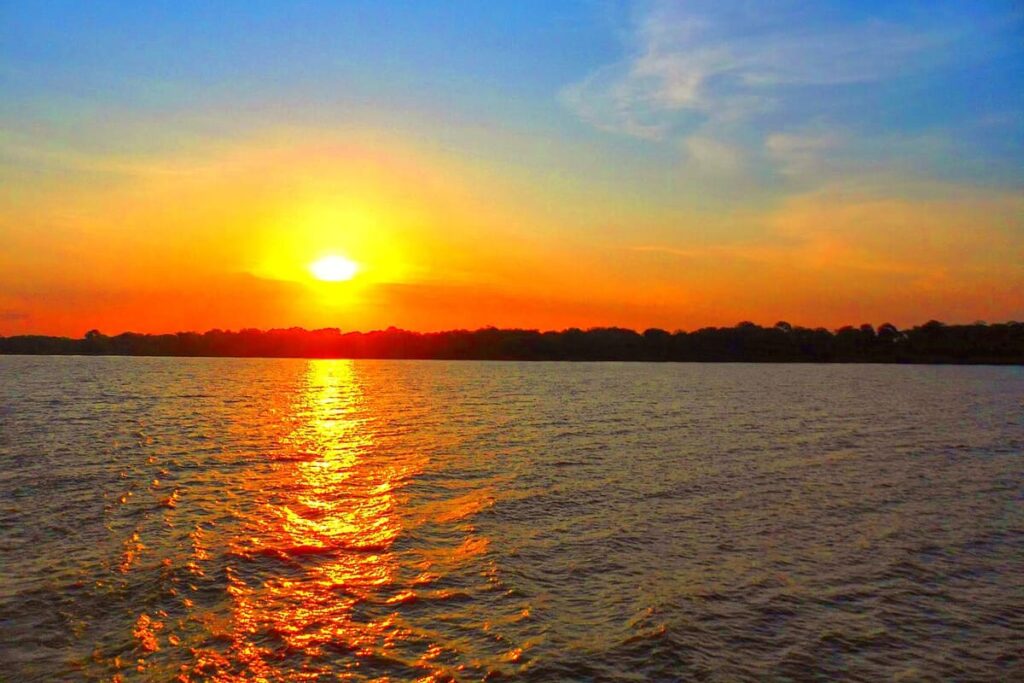 Amazon Rainforest (Manaus)