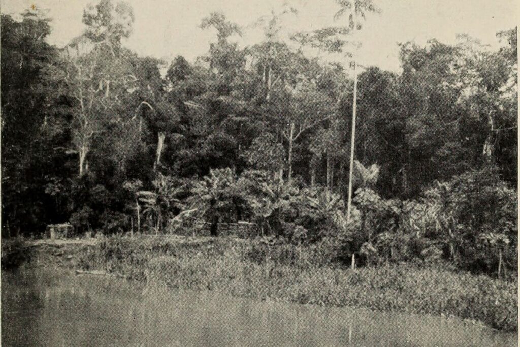 Amazon River (Iquitos reach)