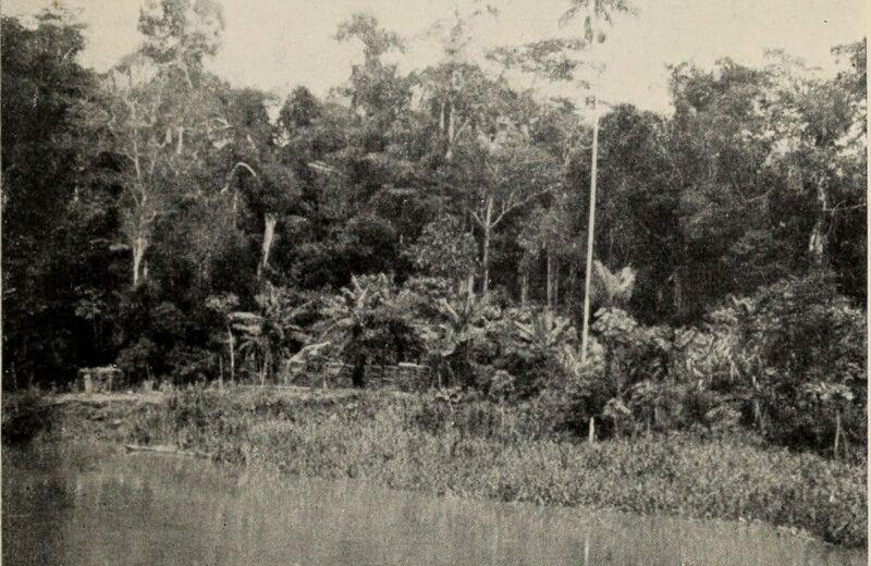 Amazon River (Iquitos reach)