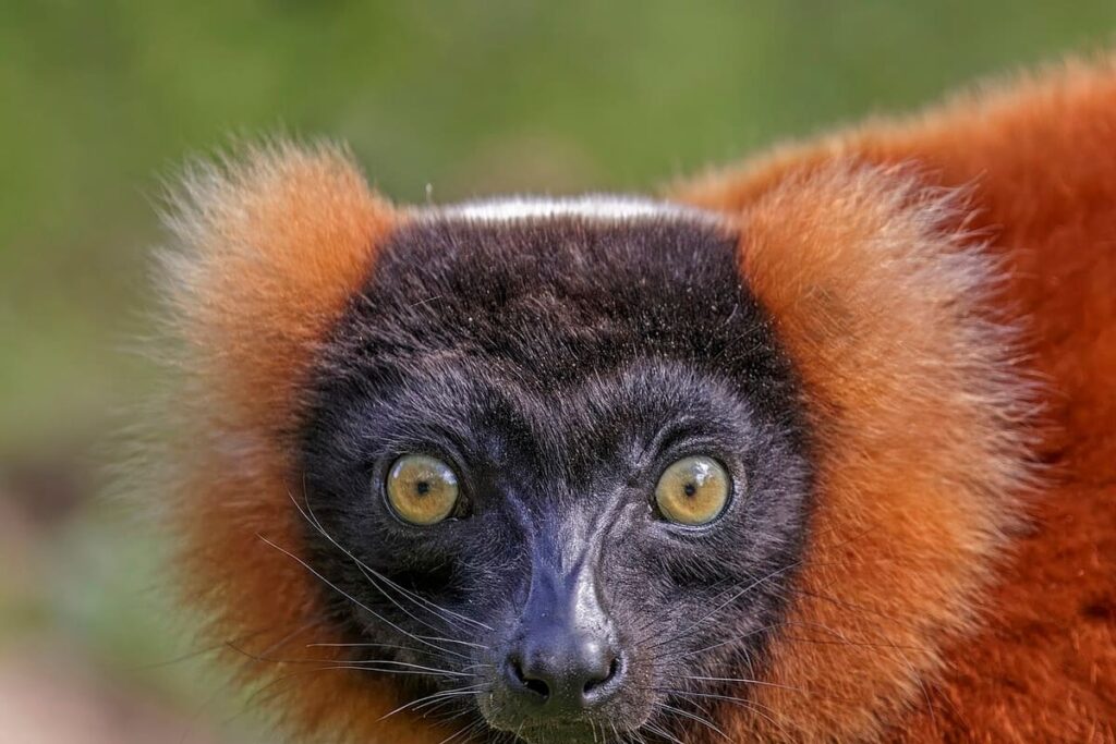Andasibe-Mantadia (Lemurs)