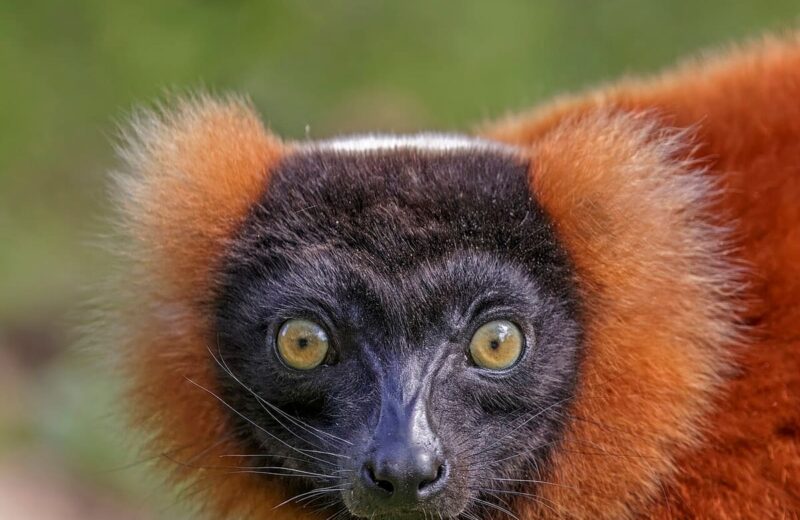 Andasibe-Mantadia (Lemurs)