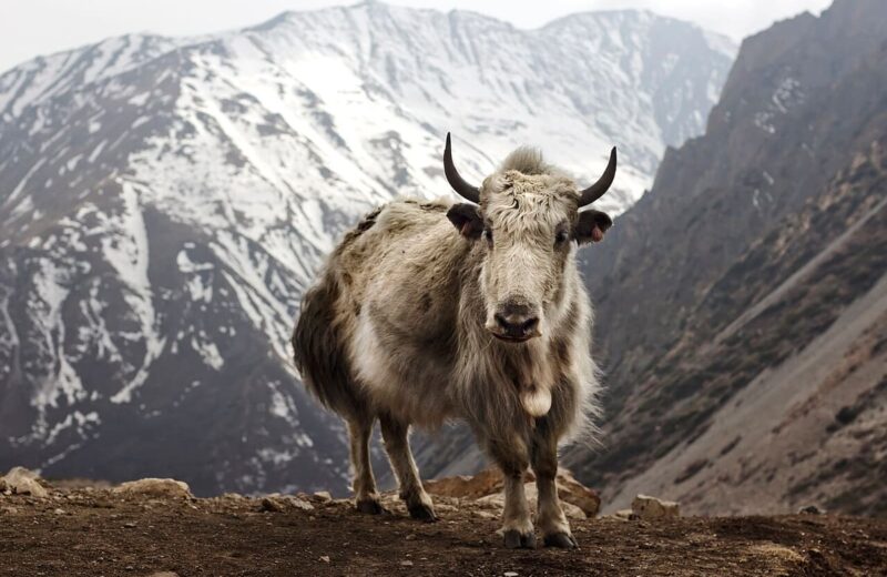 Annapurna Circuit