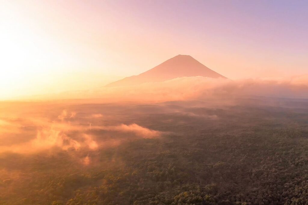 Aokigahara Forest