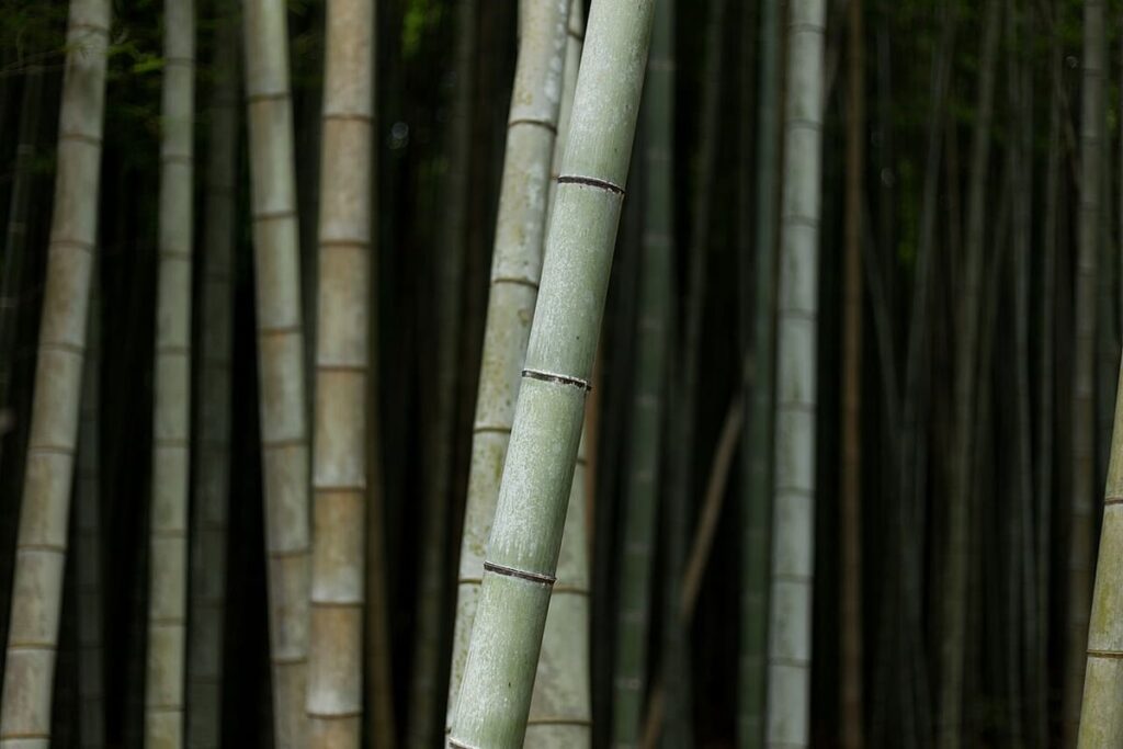 Arashiyama Bamboo Grove