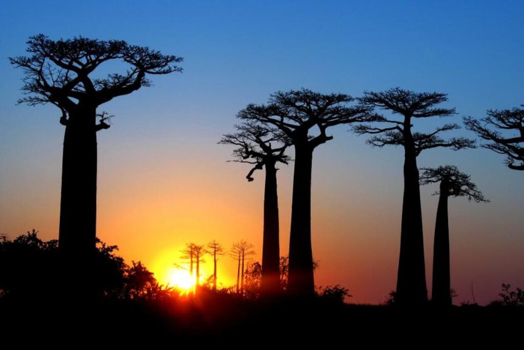 Avenue of the Baobabs