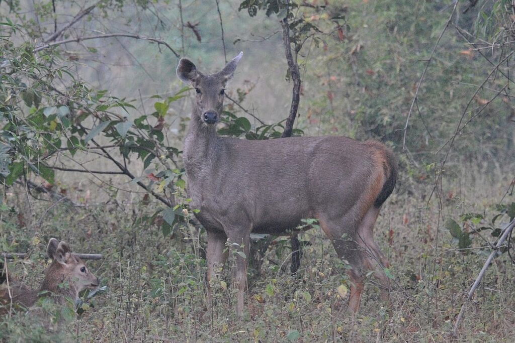 Bandhavgarh NP