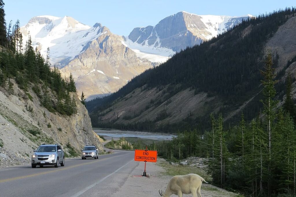Icefields Parkway Wildlife