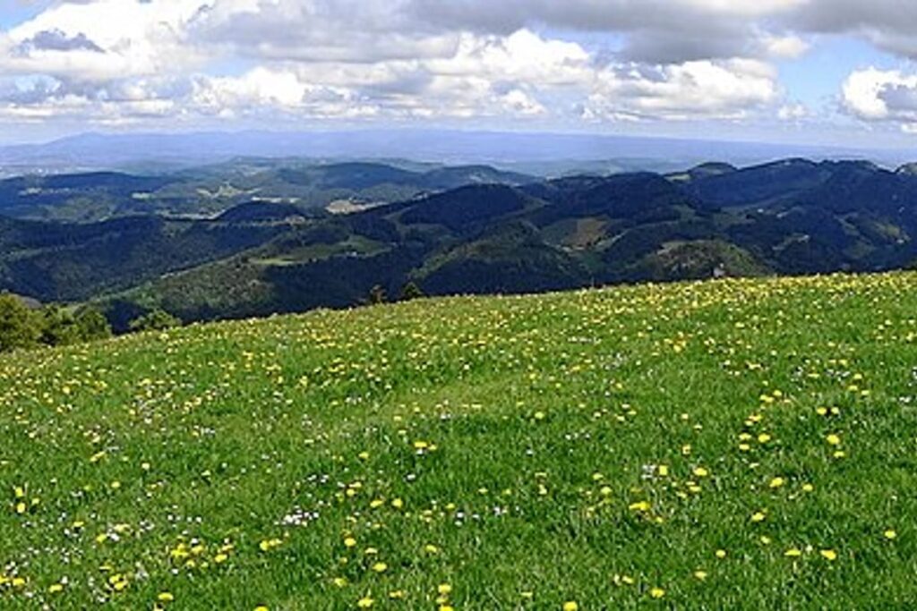Black Forest