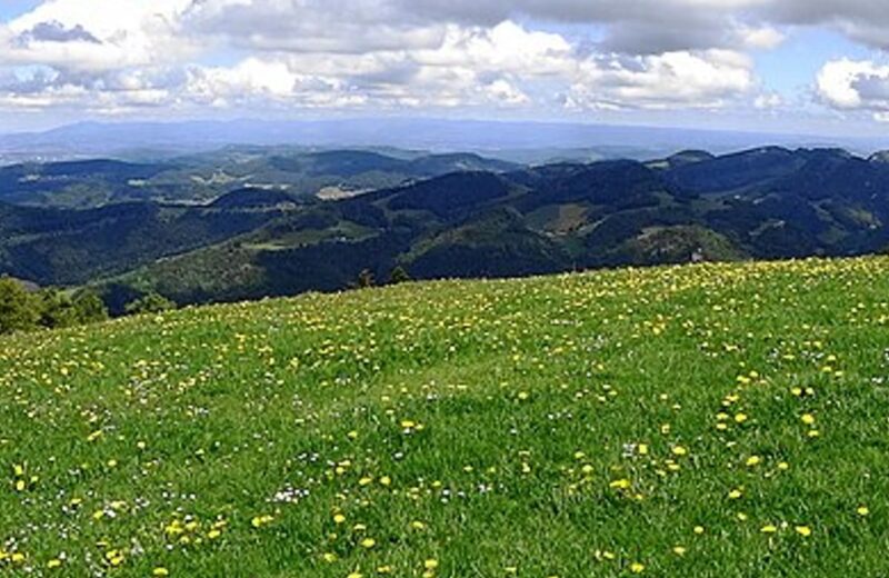 Black Forest