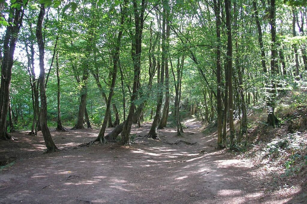 Forêt de Brocéliande