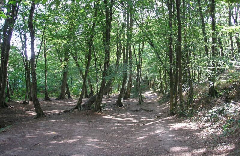 Forêt de Brocéliande