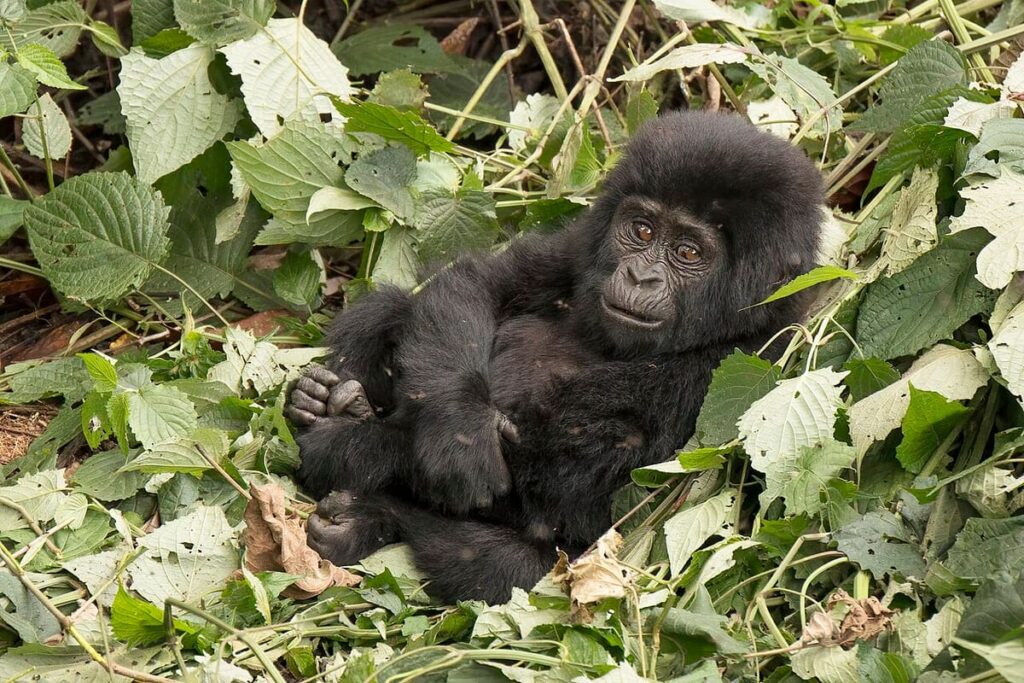 Bwindi Impenetrable Forest