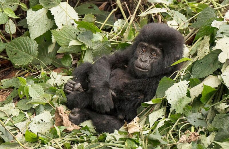 Bwindi Impenetrable Forest