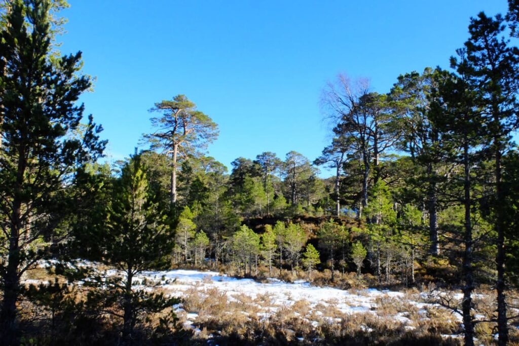 Caledonian Pinewood (Rothiemurchus)