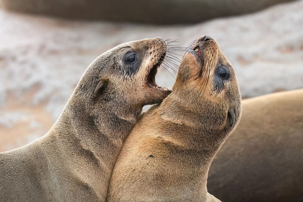 Cape Cross Seal Reserve
