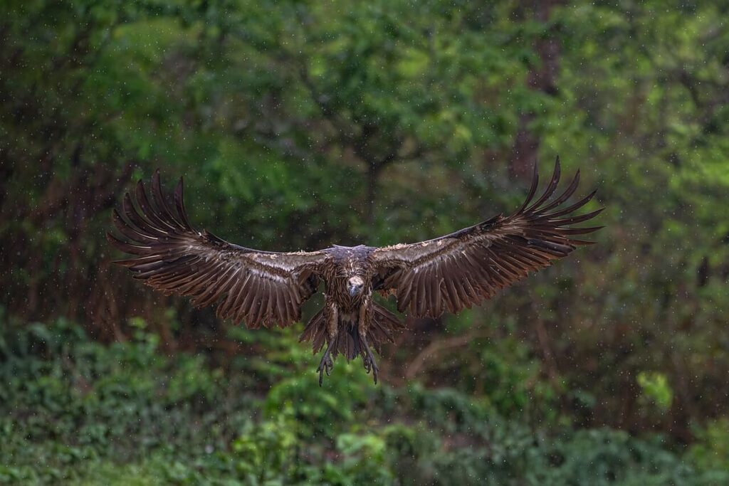 Chitwan National Park