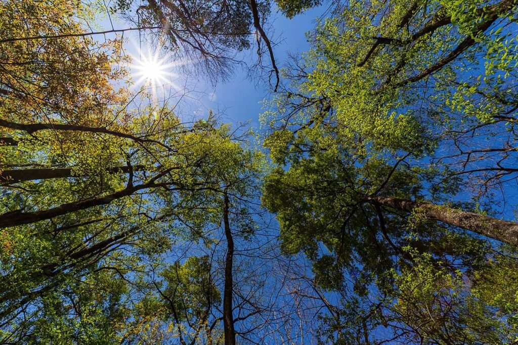 Congaree (Old-Growth Bottomland)
