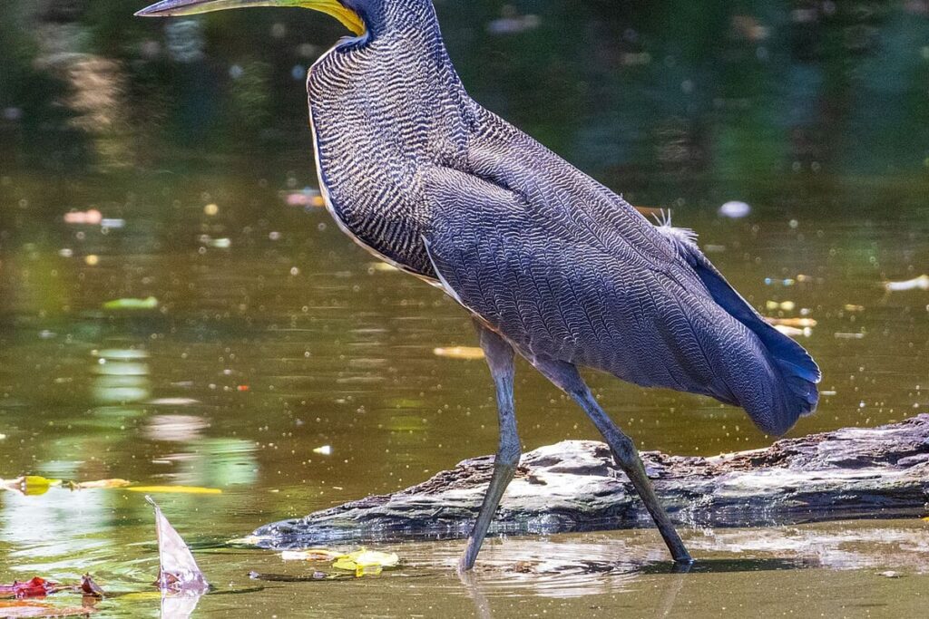 Corcovado National Park