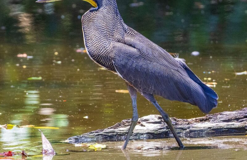 Corcovado National Park