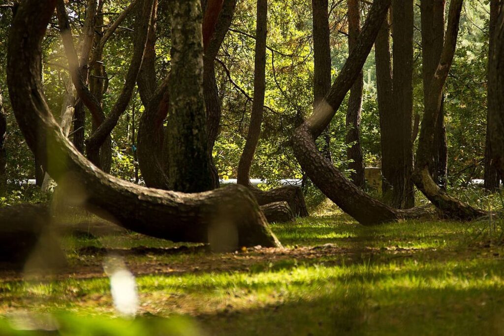 Crooked Forest