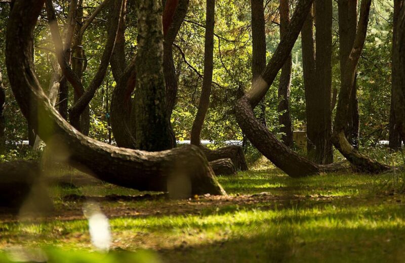 Crooked Forest