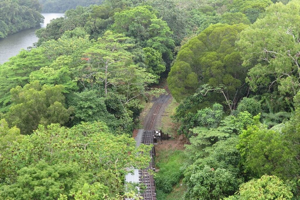 Daintree Rainforest