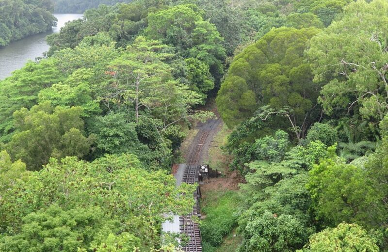 Daintree Rainforest
