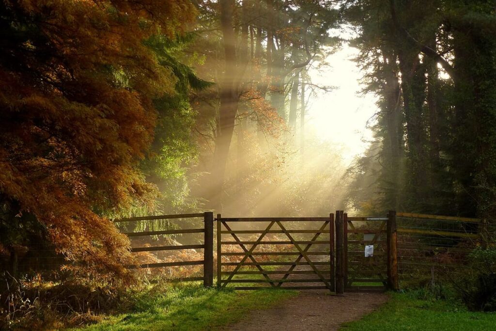 Forest of Dean