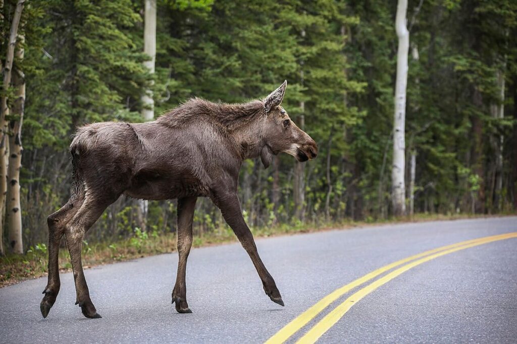 Denali Wildlife Bus