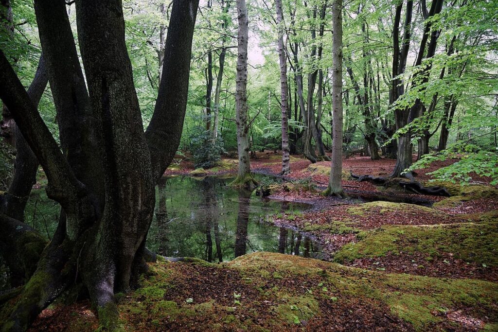 Epping Forest