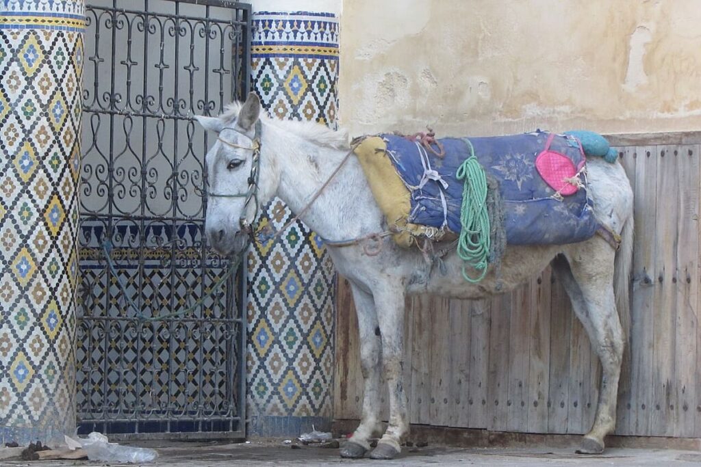 Fes Medina