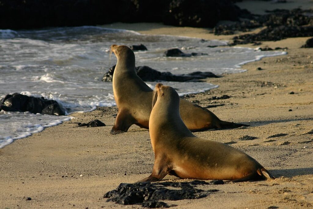 Isabela (Galápagos)