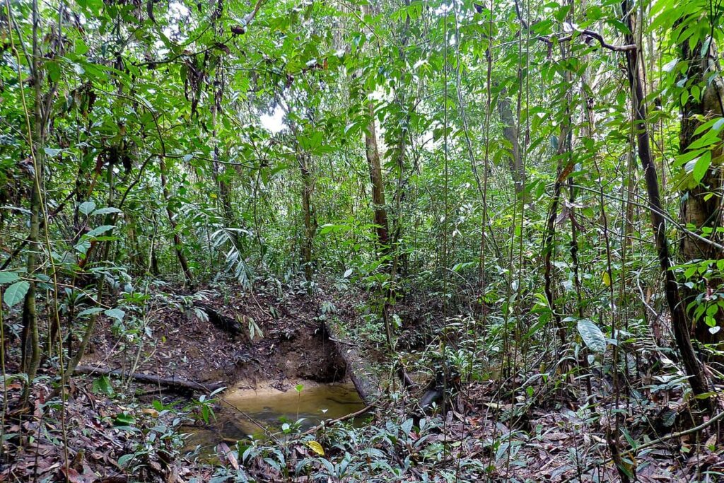 Gunung Mulu Forest