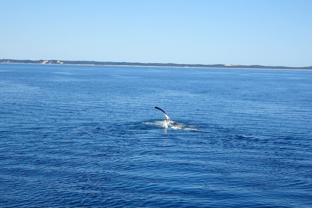 Hervey Bay (Whale Watching)