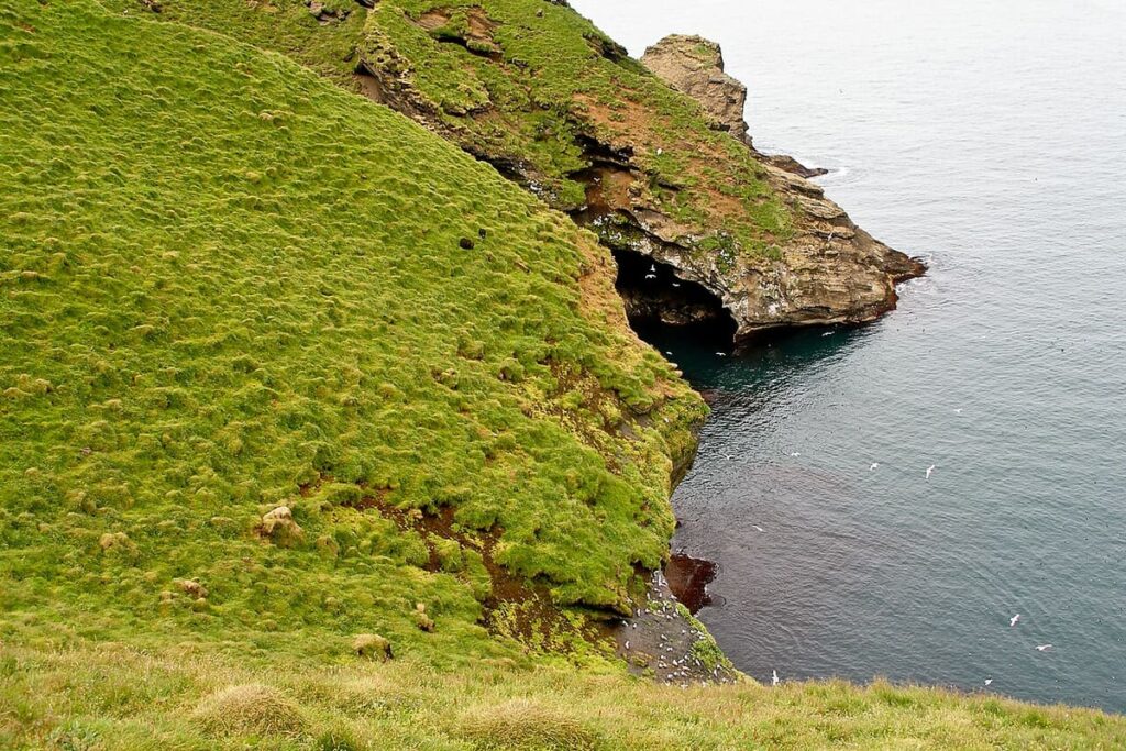 Vestmannaeyjar Puffins