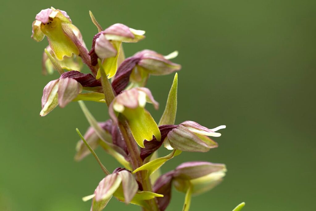 Þakgil (Thakgil) Camping