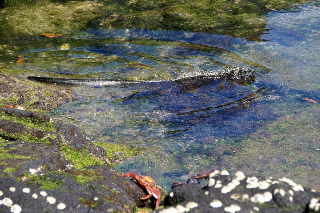 Pacific Marine Iguanas (Fernandina)