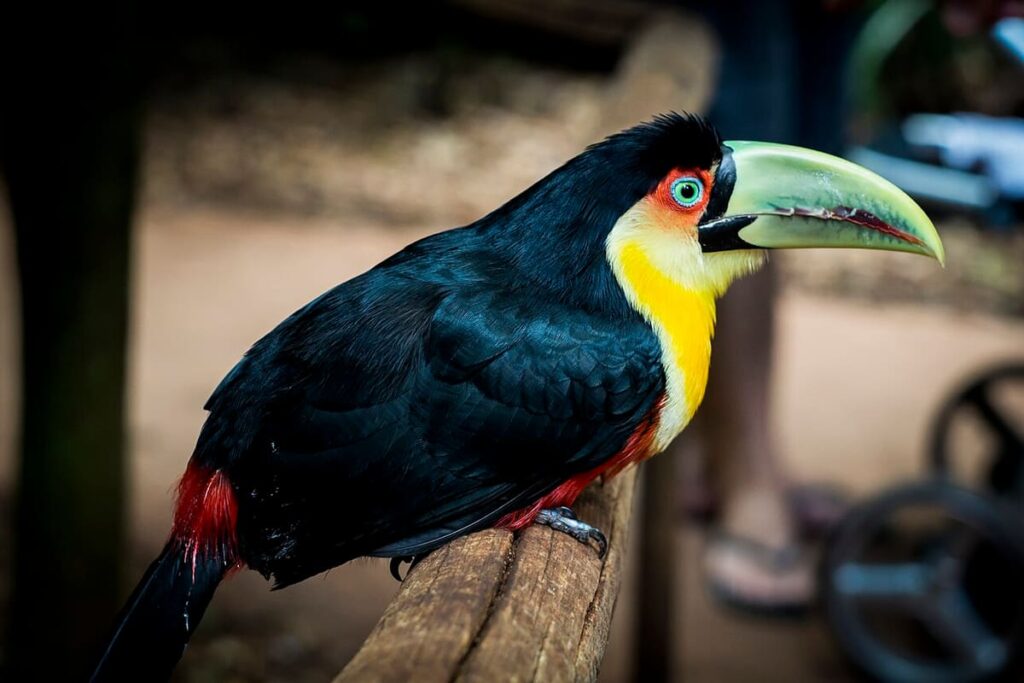 Iguazú Forest Birding