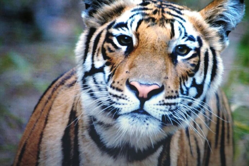 Bandhavgarh Tiger Reserve