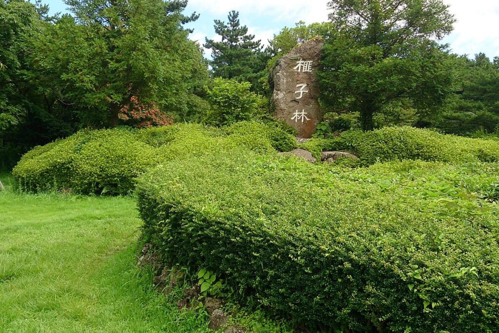 Bijarim Forest (Jeju)