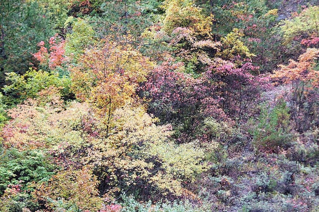 Jiuzhaigou Valley Forests