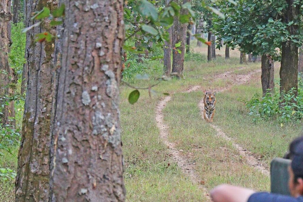 Kanha National Park
