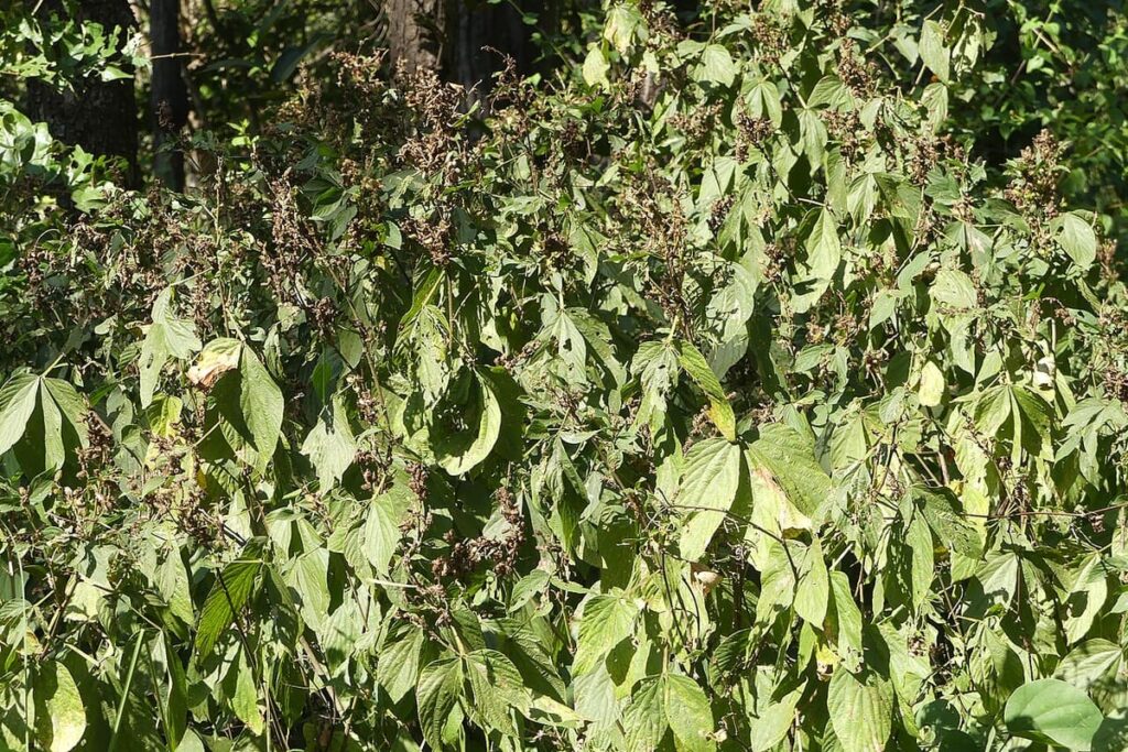 Kanha Sal Forest
